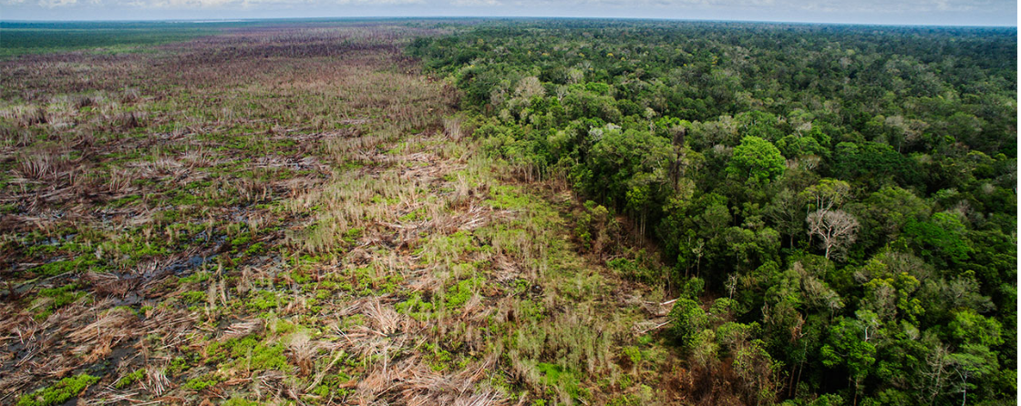 The Judicial Fix for Forest Loss: The Godavarman Case and the Financialization of India’s Forests