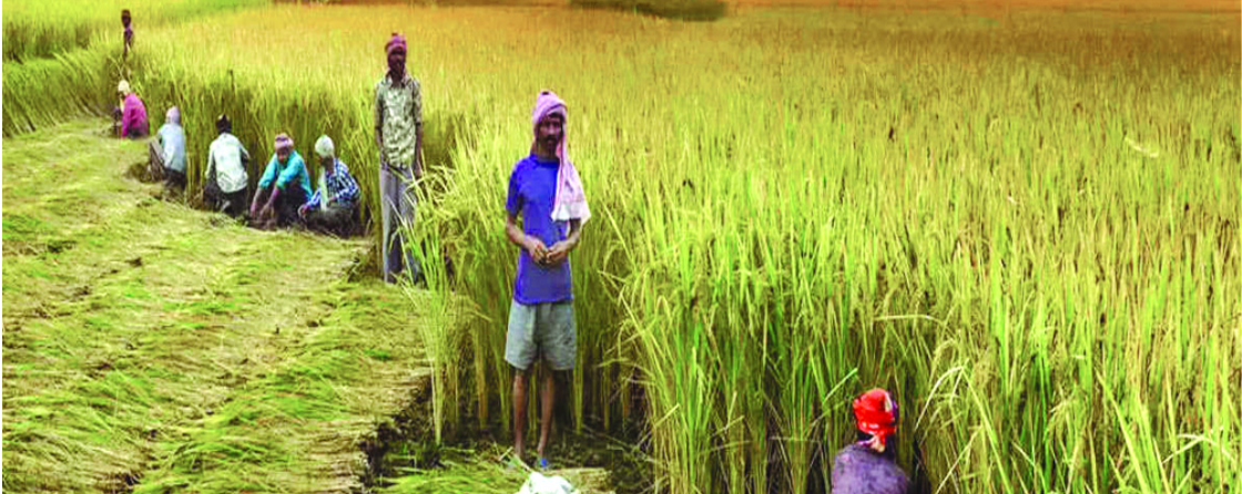 Indian agriculture and its contradictions