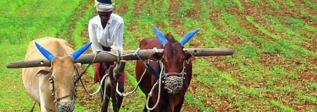 Farm Laws versus Field Realities: Understanding India’s Agricultural Markets by Shoumitro Chatterjee, Mekhala Krishnamurthy